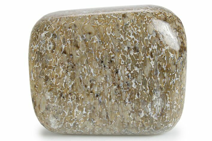 Polished Dinosaur Bone (Gembone) - Morocco #349620